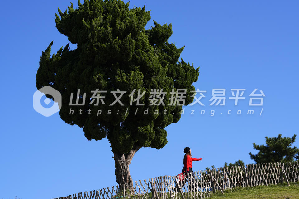 小麦岛上“孤独的树”