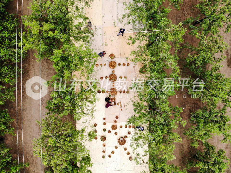 乐陵金丝小枣丰收季