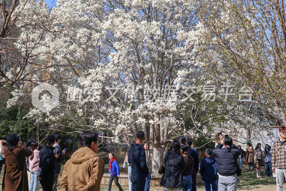 莱山区黄海明珠花园玉兰树鲜花盛开