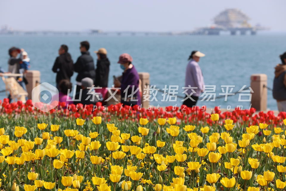 莱山虞美人广场郁金香花盛开
