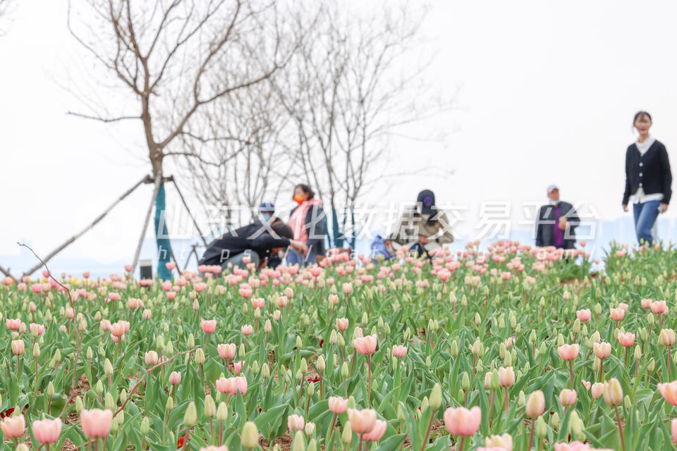 莱山区虞美人广场郁金香花盛开