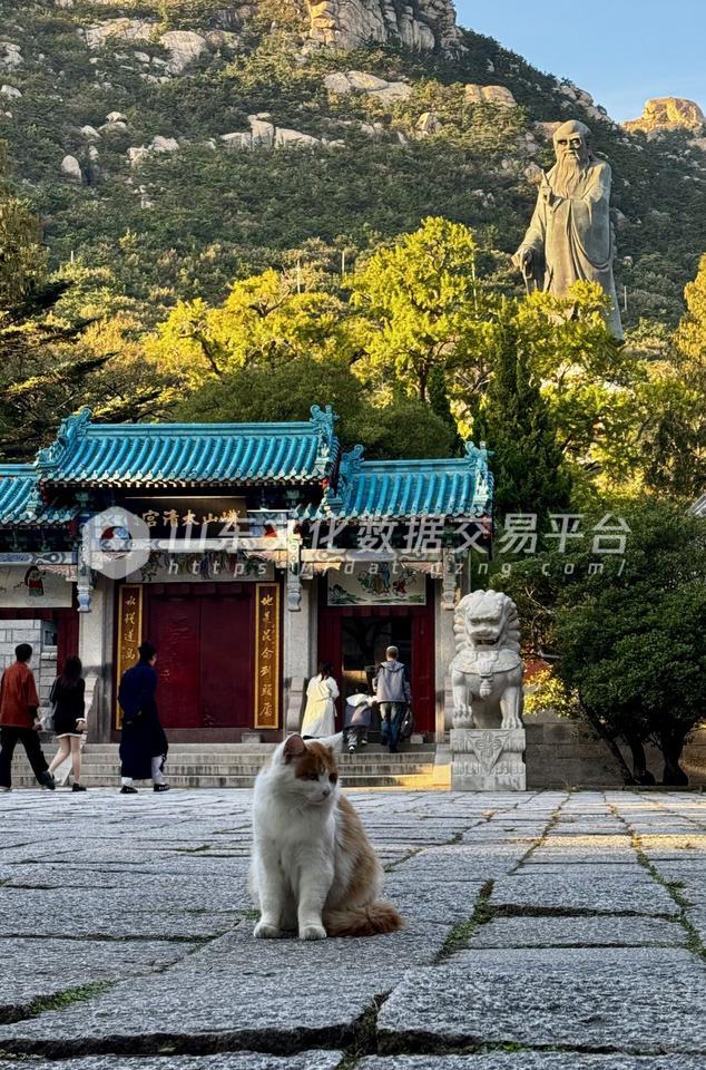 青岛崂山太清宫猫咪