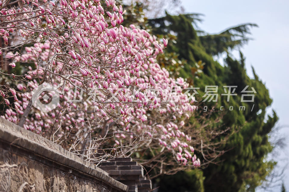烟台山玉兰花开放