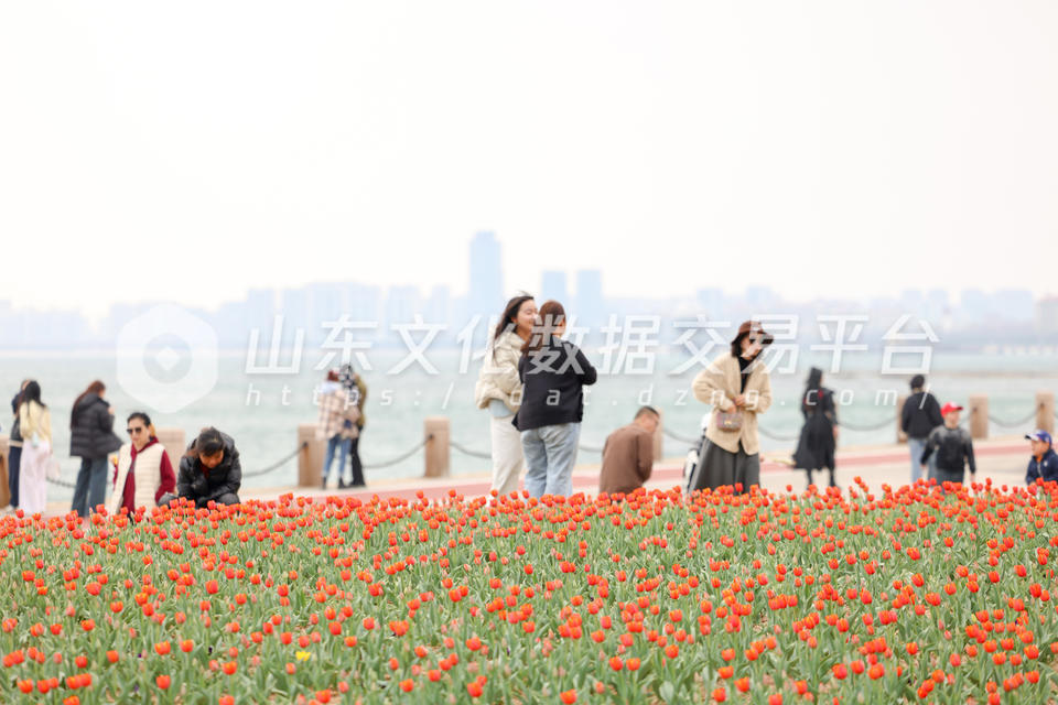 莱山区虞美人广场郁金香花盛开