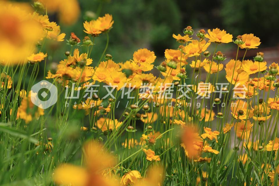 佛慧山上的金鸡菊