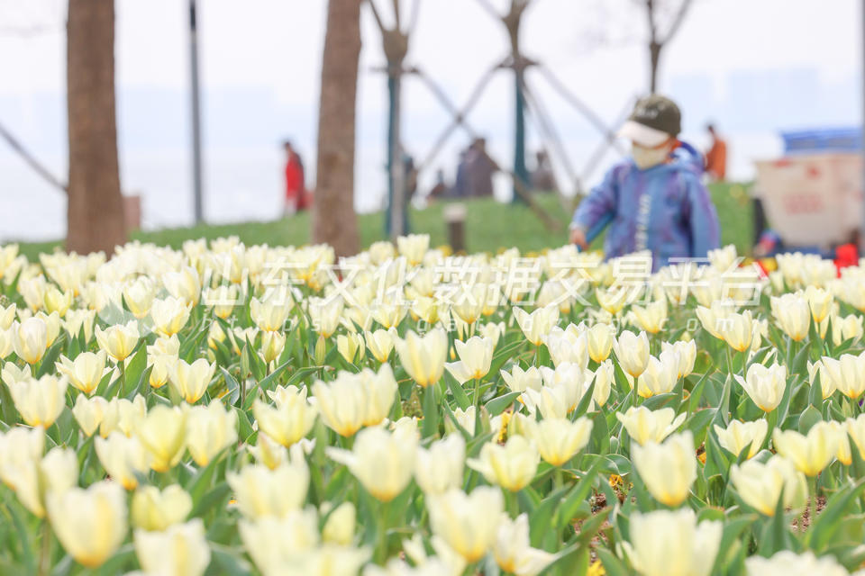 莱山区虞美人广场郁金香花盛开