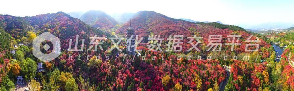 航拍红叶谷红叶