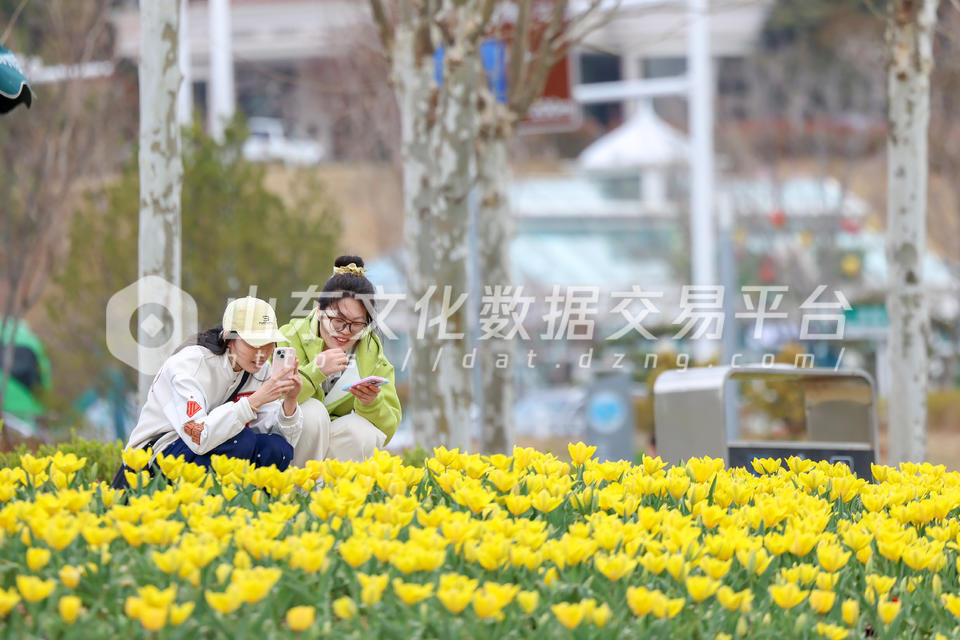 莱山区虞美人广场郁金香盛开