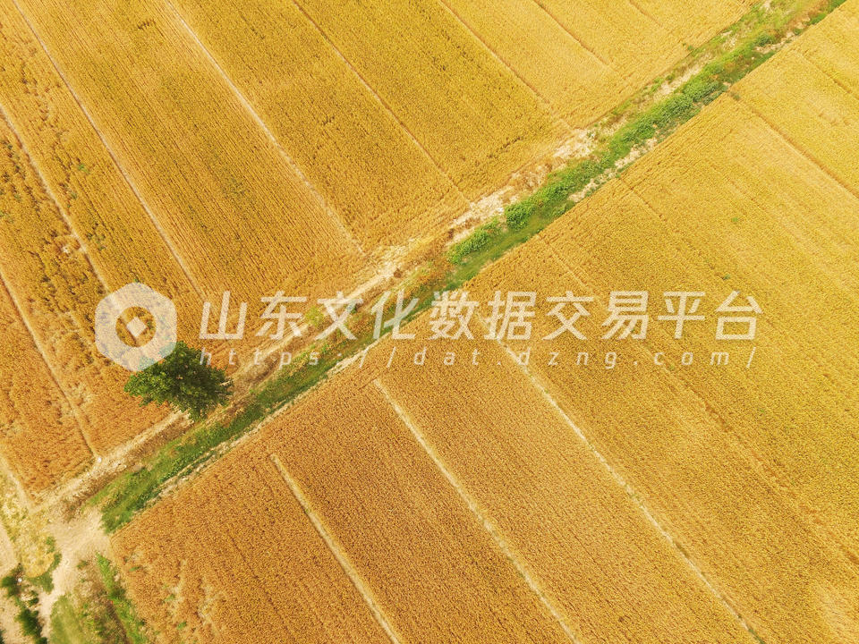 德州麦收季的金色麦田