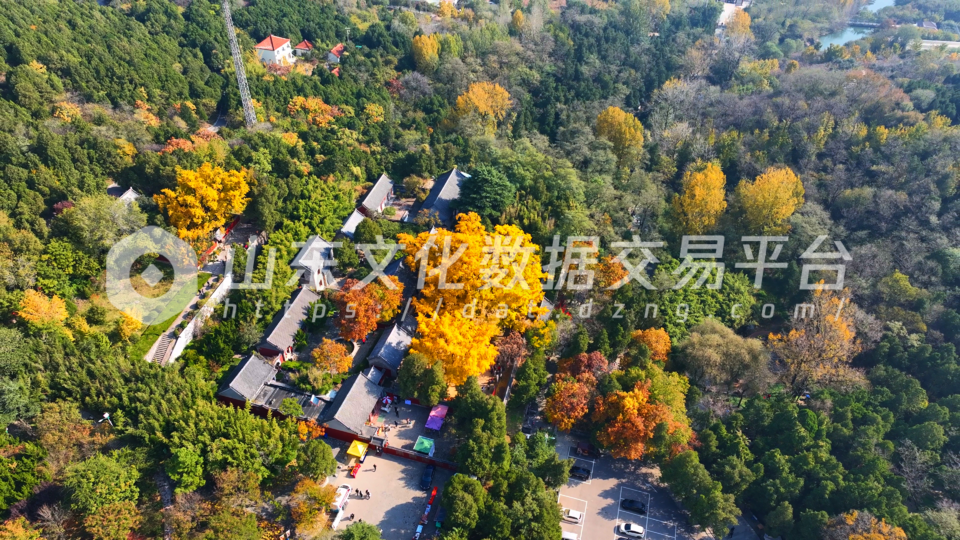 莒县浮来山四千年银杏树进入最佳观赏期