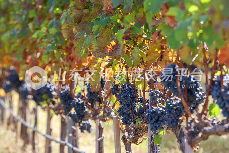 酿酒葡萄成熟