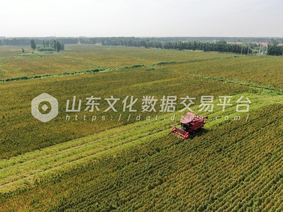 齐河藜麦：“超级谷物”丰收图景