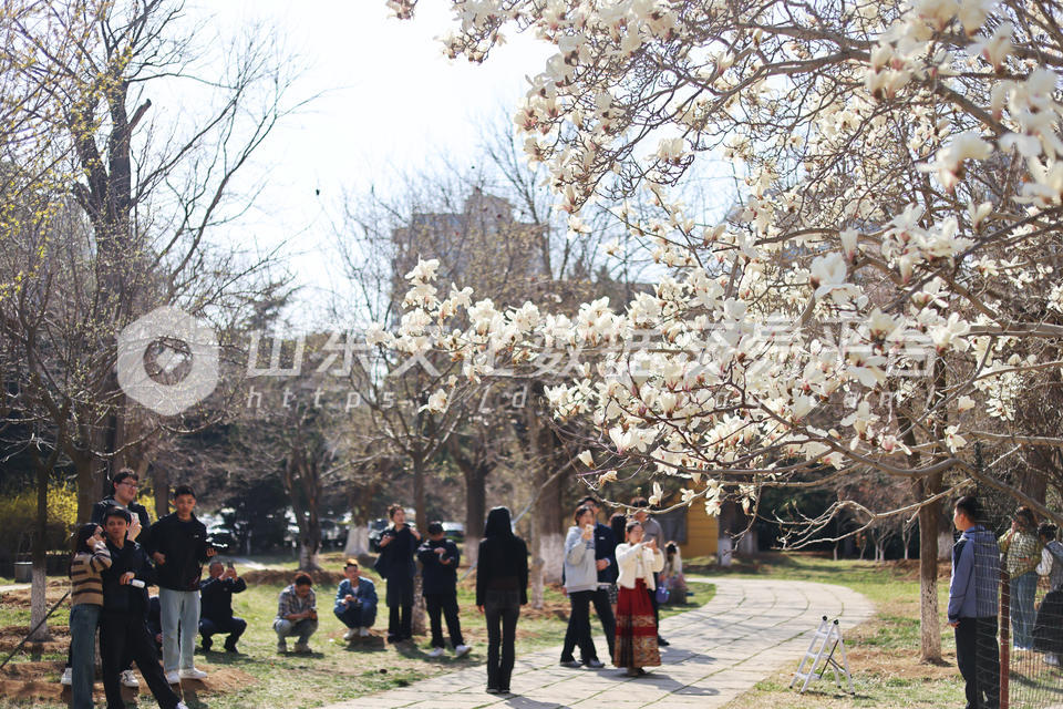 烟台玉兰花盛开