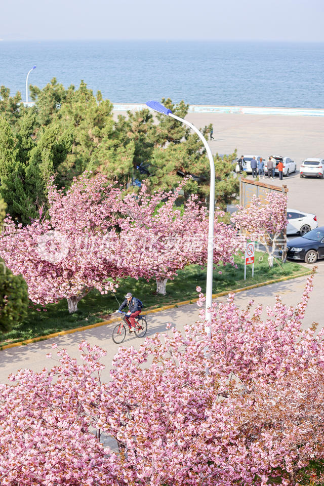 黄海明珠（春日）