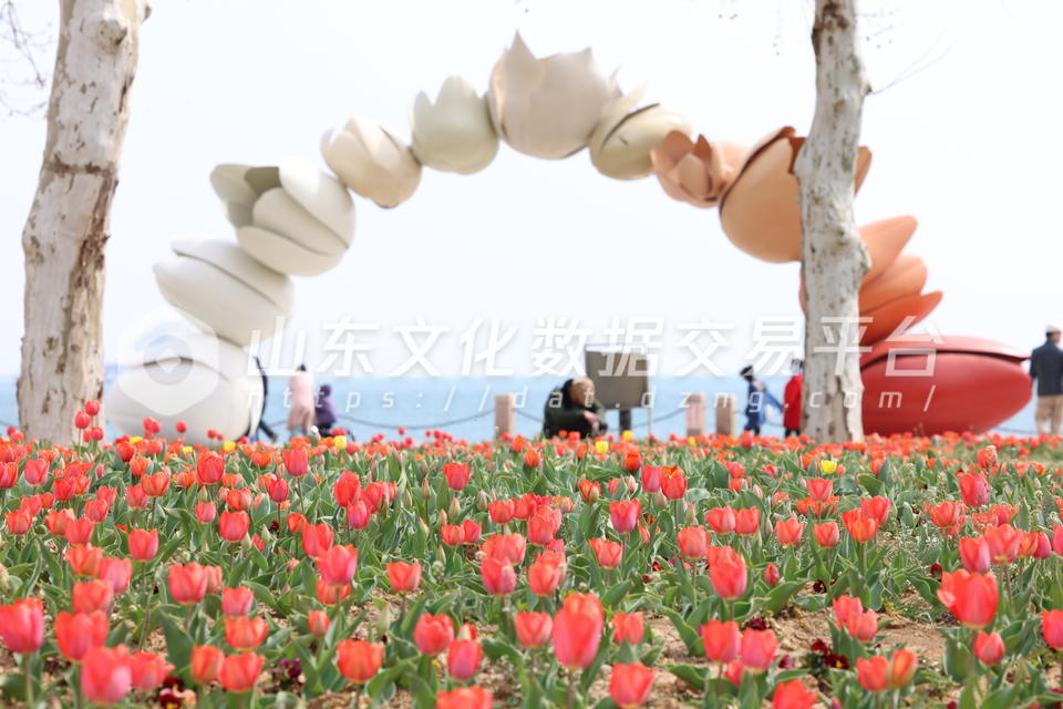 莱山区虞美人广场郁金香盛开