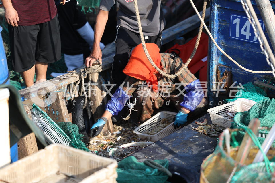 渔民在分拣海鲜，这些海鲜按照大小、价值分好类后，会被送到岸上售卖。