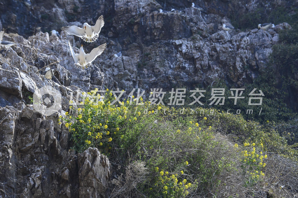 威海风光海驴岛春色