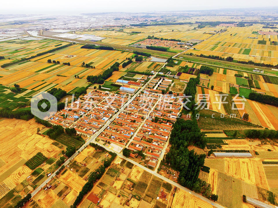 青岛黄岛区海青镇徐家村风吹麦浪