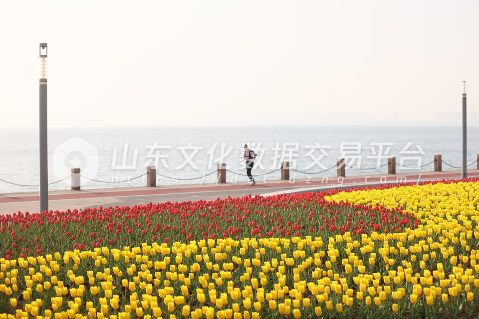 五颜六色的郁金香