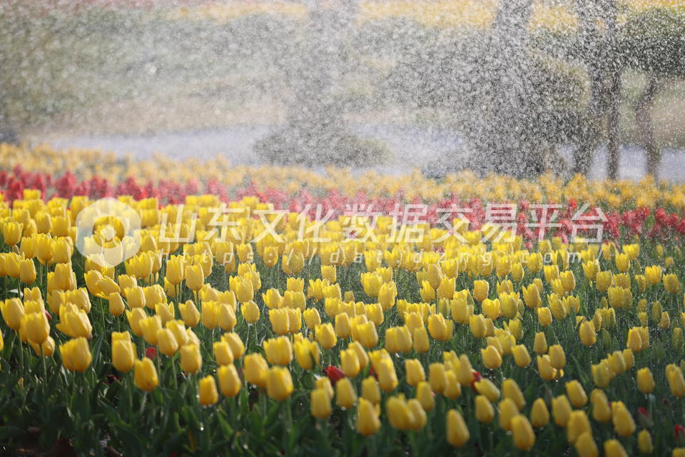 烟台莱山区虞美人广场