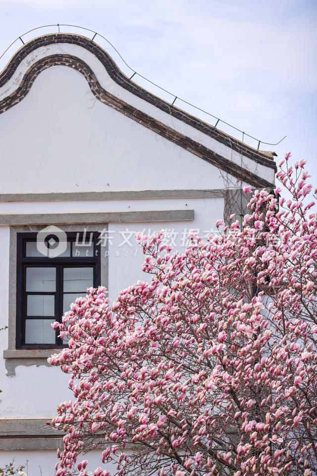 烟台山景区玉兰花开放