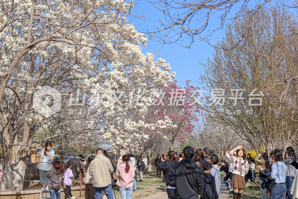 烟台玉兰花迎来盛开期