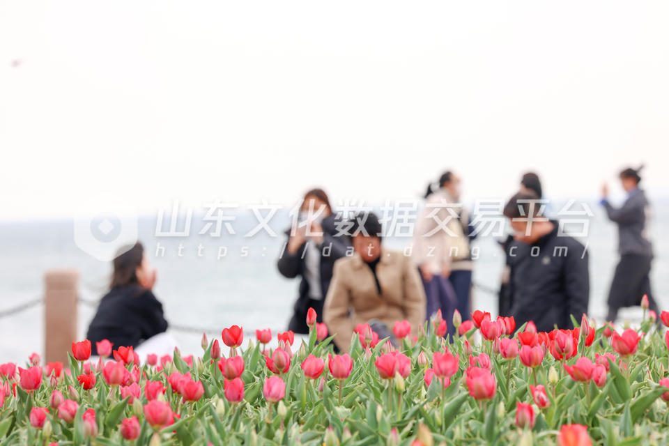 莱山区虞美人广场