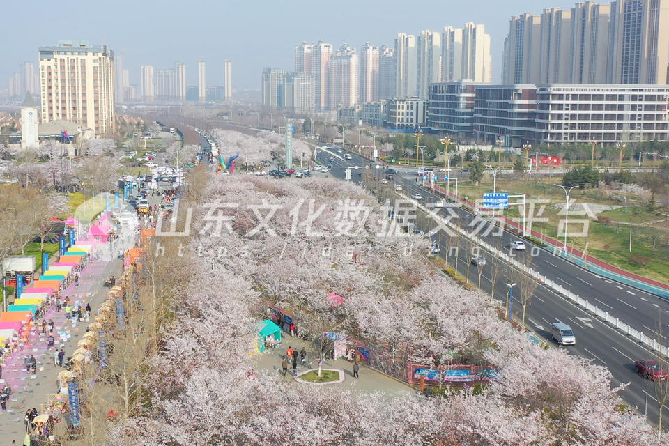 烟台龙湖葡醍海湾的樱花已经盛开