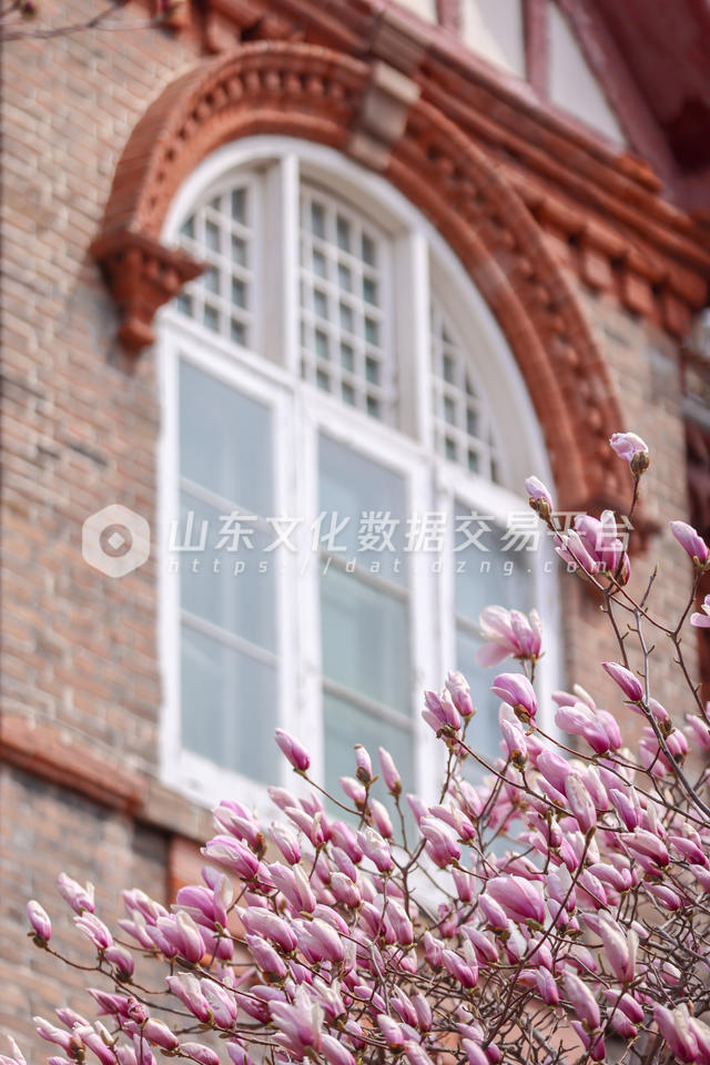 烟台山景区内玉兰花开放