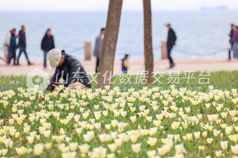 莱山区虞美人广场郁金香盛开