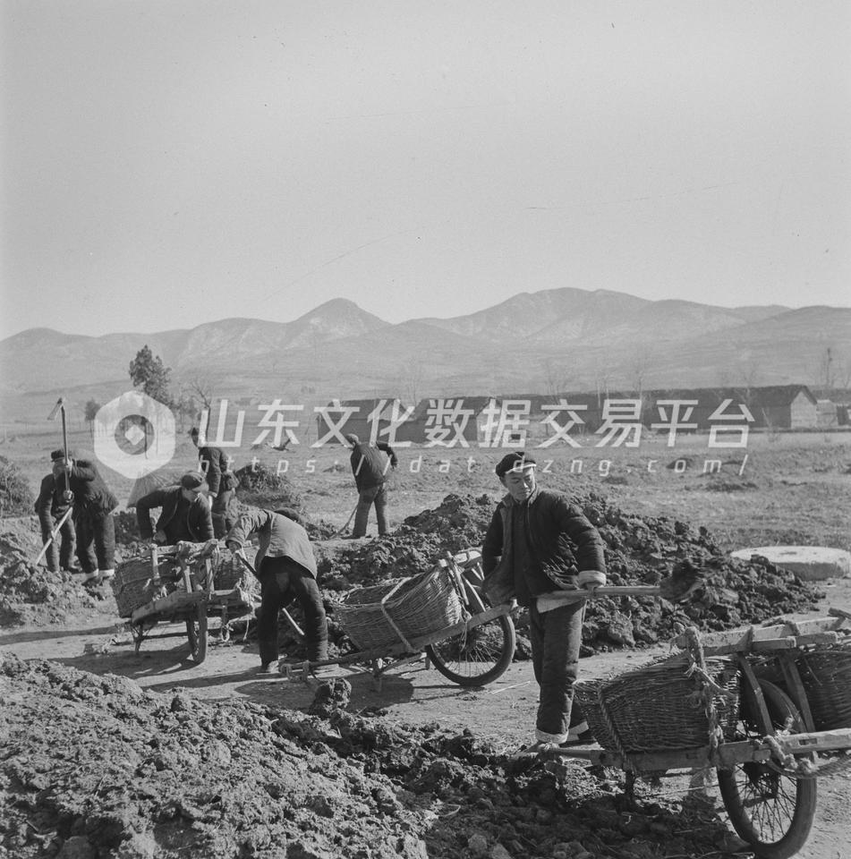 莒南县文疃公社草岭前大队组织劳力向春田运肥。